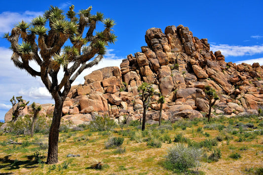 Joshua Tree Graffiti Defeater